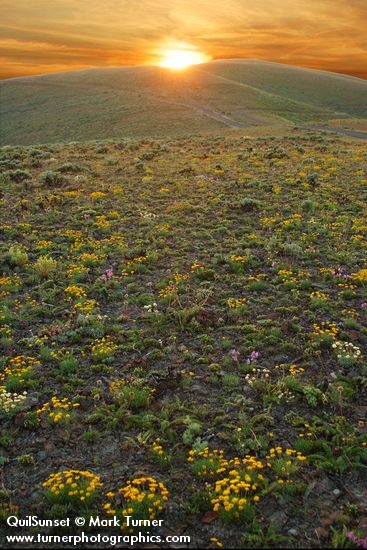 Linear-leaved Daisies, Douglas' Buckwheat, Rock Penstemon, Hooker's Balsamroot foliage & Hood's Phlox foliage on lithosol w/ sunset