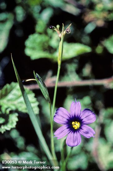 California Blue-eyed Grass