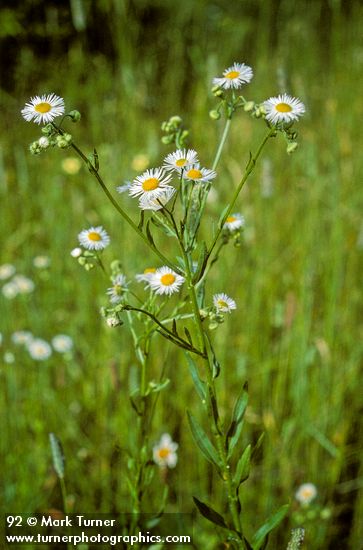 Daisy-fleabane in meadow