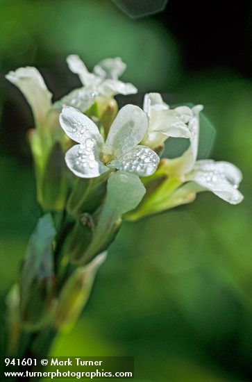 Drummond's Rock Cress flowers