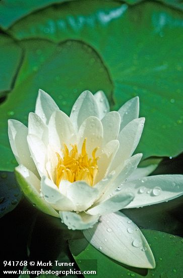 American Water-lily