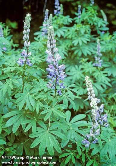 Large-leaved Lupines