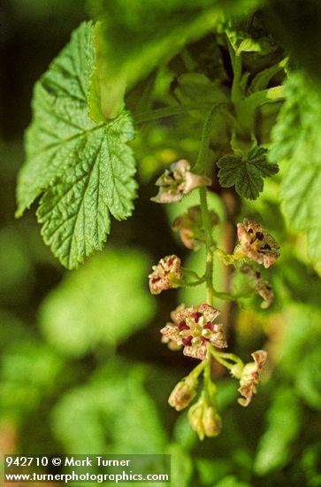 Mapleleaf Currant blossoms