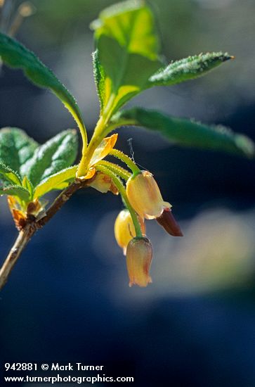 Fool's Huckleberry blossoms