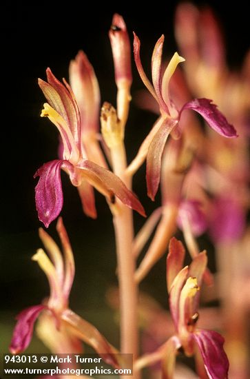 Western Coralroot