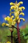 Mt. Rainier Lousewort