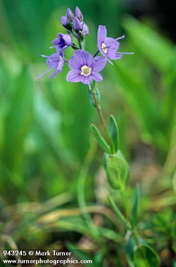 Cusick's Speedwell (Veronica)