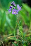 Cusick's Speedwell (Veronica)