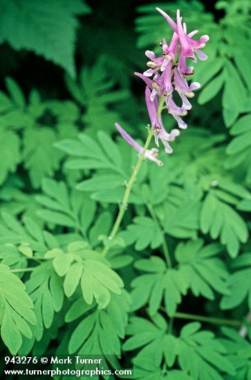 Scouler's Corydalis