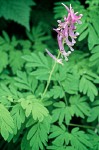 Scouler's Corydalis