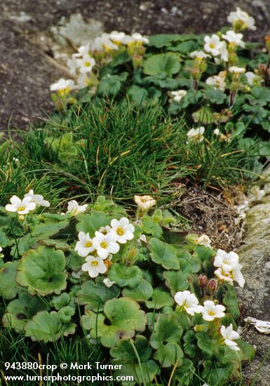 Tracy's Mistmaiden on rocky headland