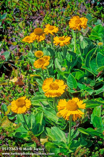 Coastal Sneezeweed