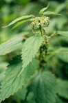 Stinging Nettle