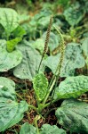 Broadleaf Plantain