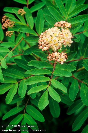 Sitka Mountain-ash blossoms