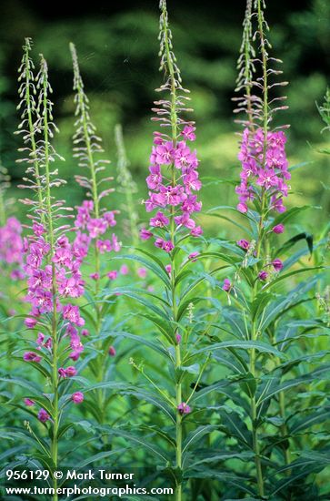 Red Fireweed