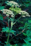 Cow Parsnip