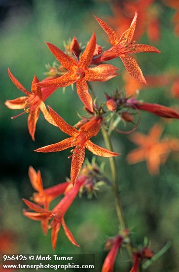 Scarlet Gilia blossoms