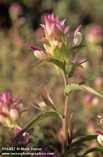 Copeland's Owl Clover