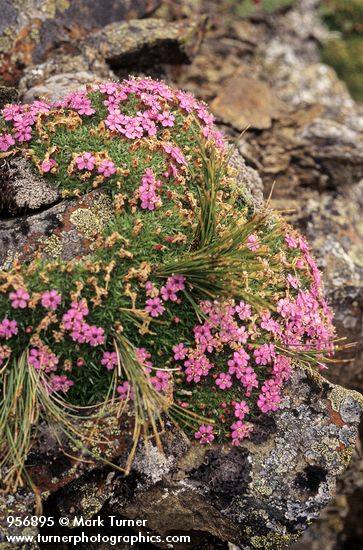 Moss-campion among alpine rocks