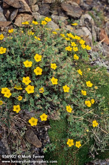 Shrubby Cinquefoil