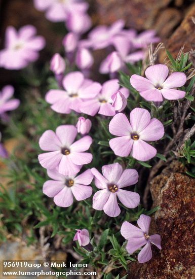 Spreading Phlox among alpine rocks