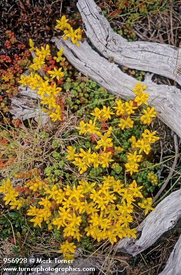 Spreading Stonecrop nestled with sun-bleached log
