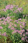 Giant Mountain Aster