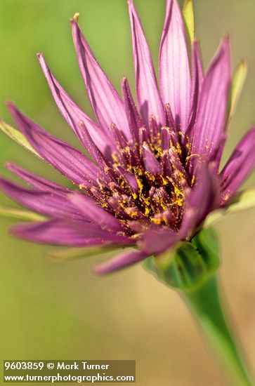 Salsify blossom