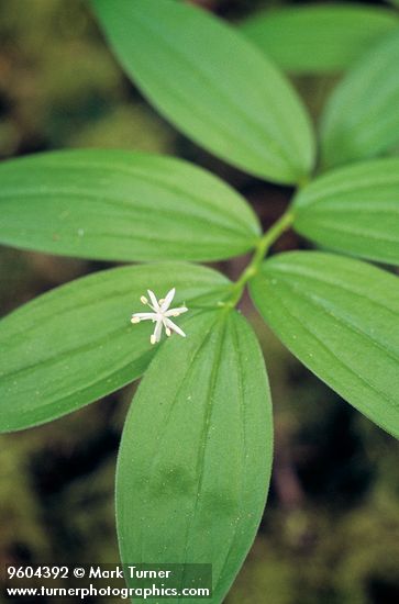 Star False Solomon's Seal