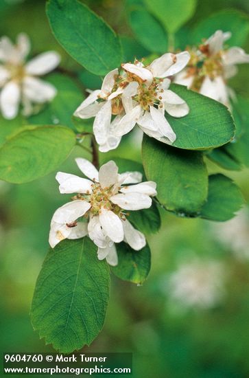 Serviceberry blossoms