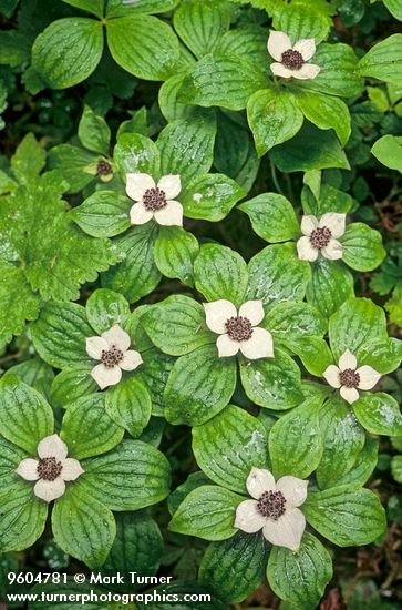 Clump of Bunchberry w/raindrops