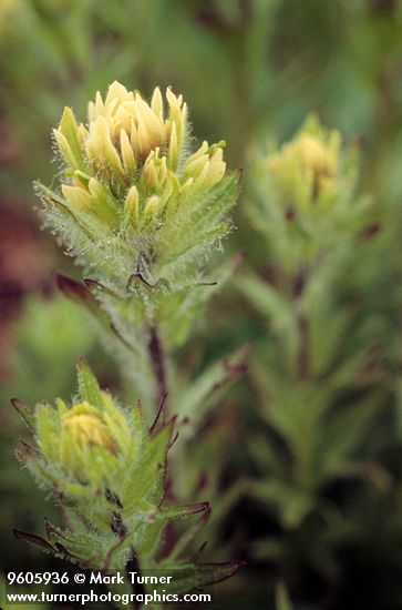 Small-Flowered Paintbrush flower head w/dew drops
