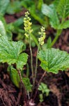 Brewer's Miterwort