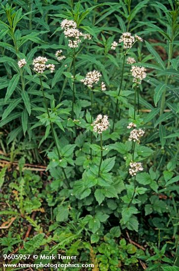 Sitka Valerian