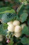 Snowberry berries detail in early autumn