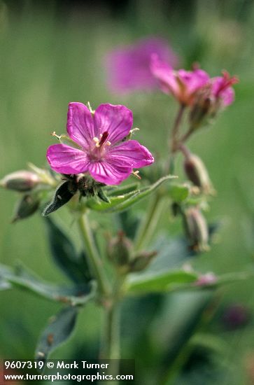 Sticky Geranium blossom