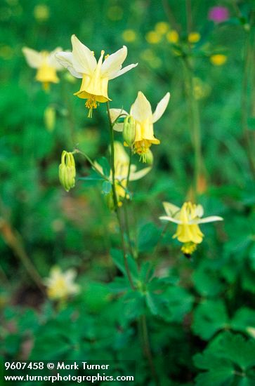 Pale Yellow Columbine