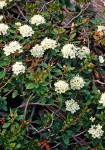 Labrador Tea