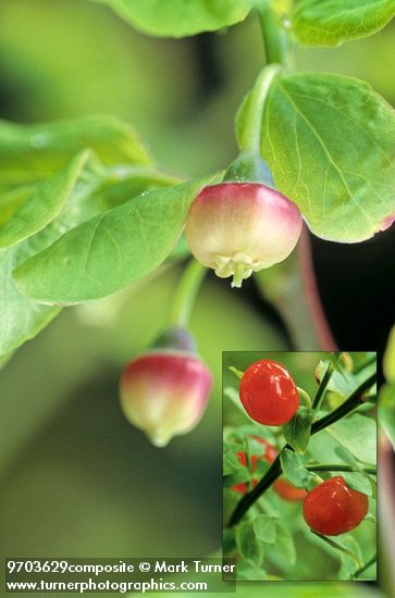 Red Huckleberry blossoms detail