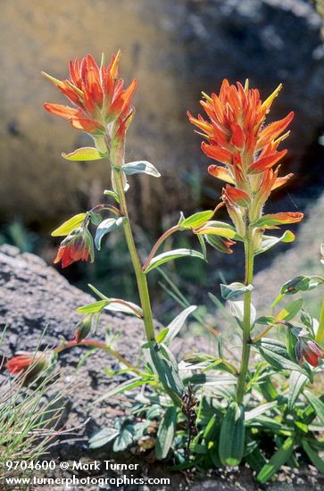 Giant Red Paintbrush on rocky coastal headland