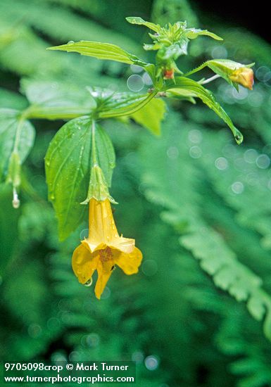 Toothed Monkey Flower among Maidenhair Ferns