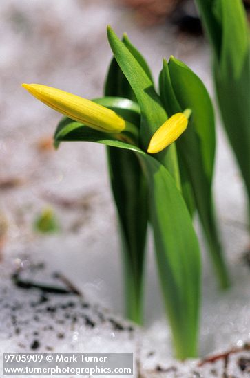 Glacier Lily buds coming through snow