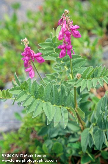 Western Sweetvetch