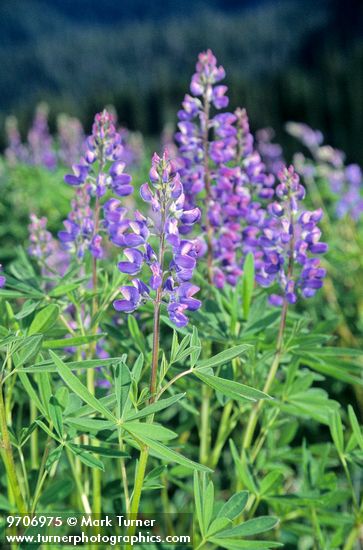 Broadleaf Lupine