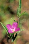 Slender Clarkia blossom