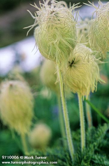 Western Pasqueflower seed heads