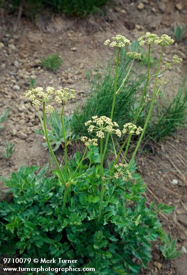 Gray's Lovage on gravelly soil
