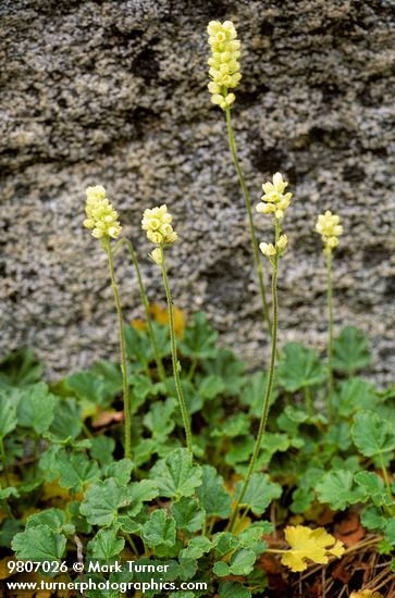 Poker Heuchera against granite boulder
