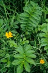 Silver Weed foliage & blossom